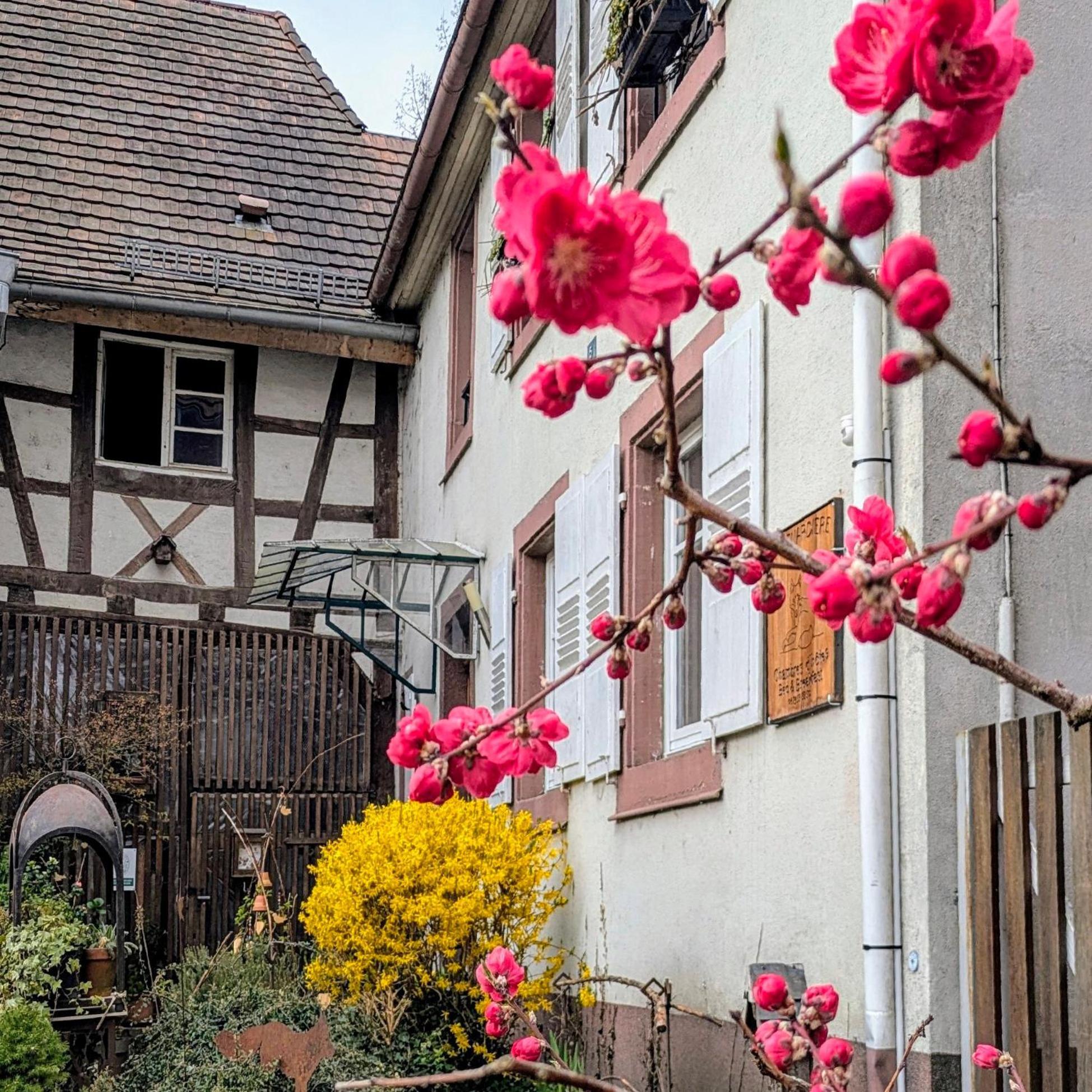 Maison d'hôtes La Renardière Reichshoffen Exterior foto